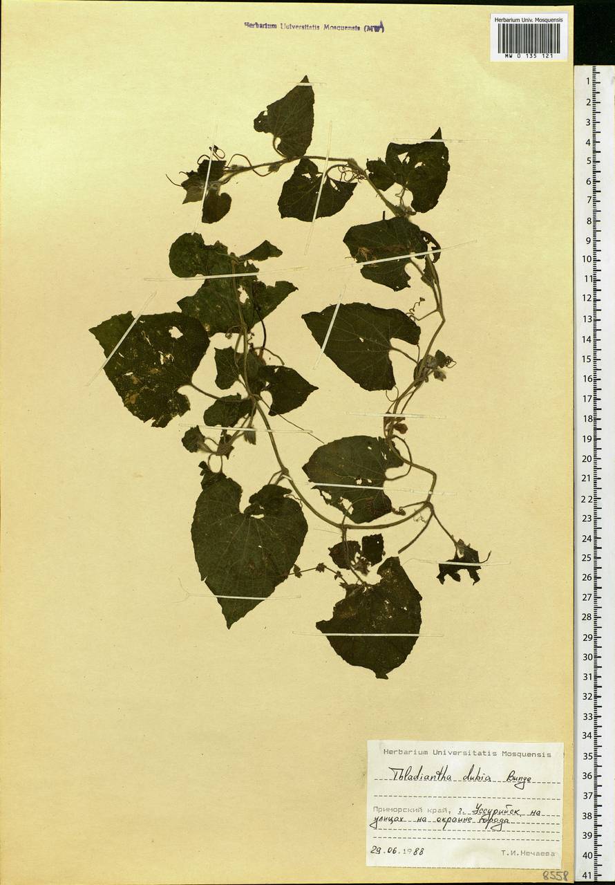 Thladiantha dubia Bunge, Siberia, Russian Far East (S6) (Russia)