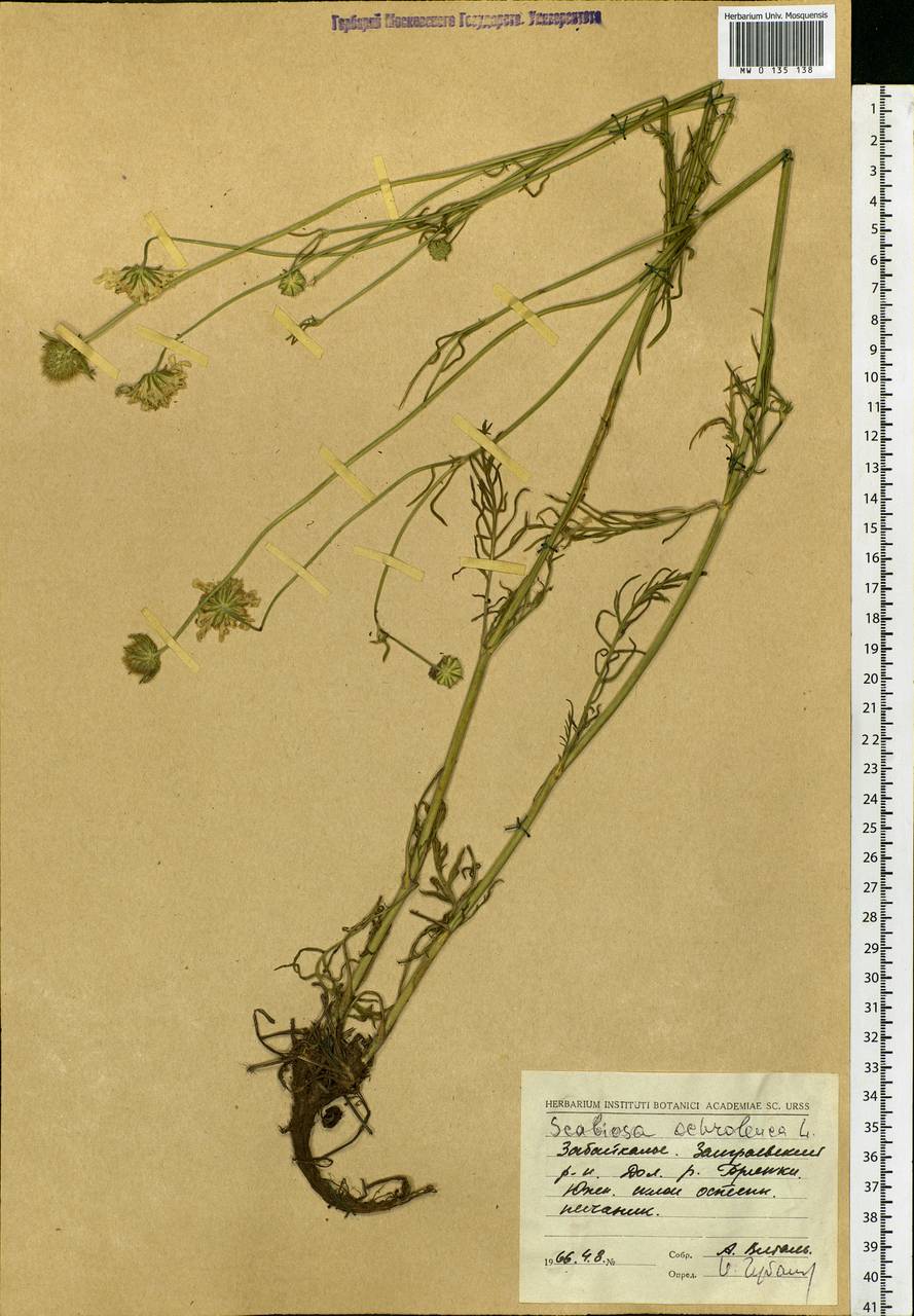Scabiosa ochroleuca L., Siberia, Baikal & Transbaikal region (S4) (Russia)
