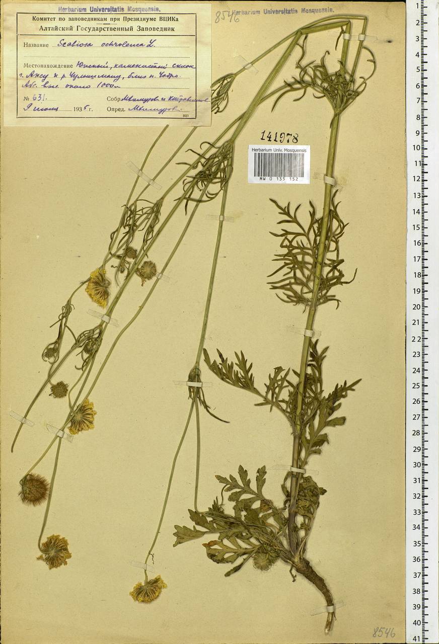 Scabiosa ochroleuca L., Siberia, Altai & Sayany Mountains (S2) (Russia)