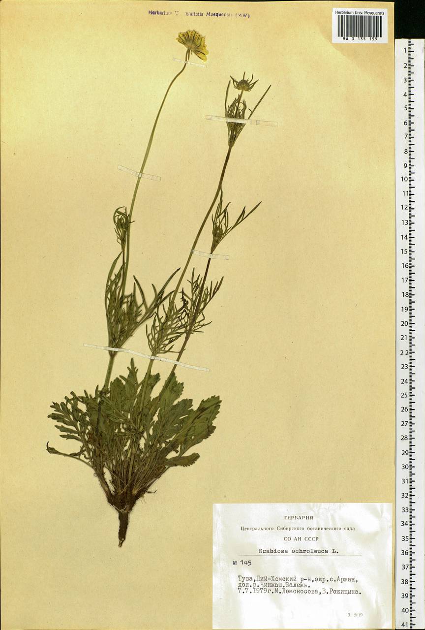 Scabiosa ochroleuca L., Siberia, Altai & Sayany Mountains (S2) (Russia)