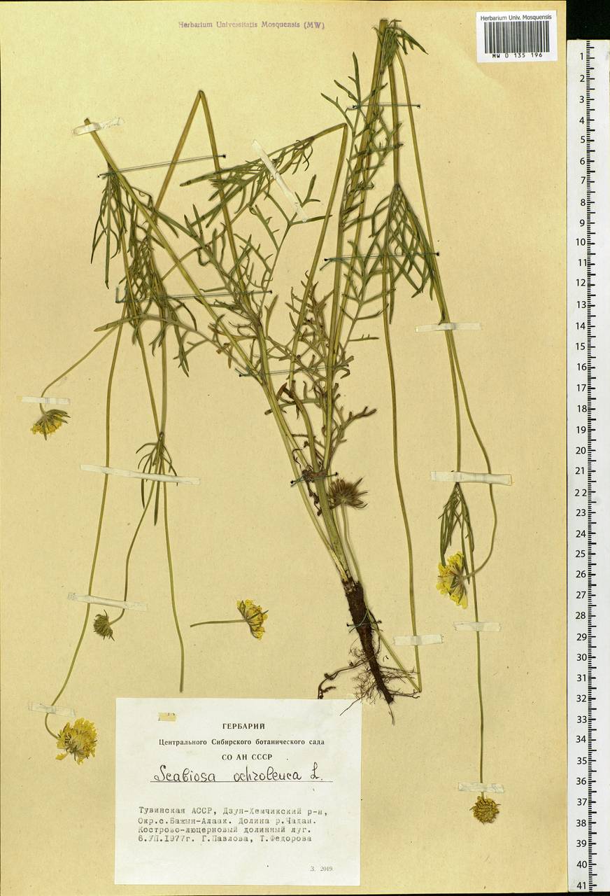 Scabiosa ochroleuca L., Siberia, Altai & Sayany Mountains (S2) (Russia)