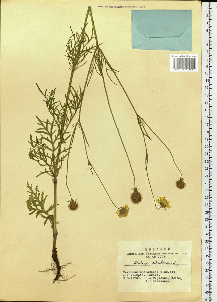 Scabiosa ochroleuca L., Siberia, Altai & Sayany Mountains (S2) (Russia)