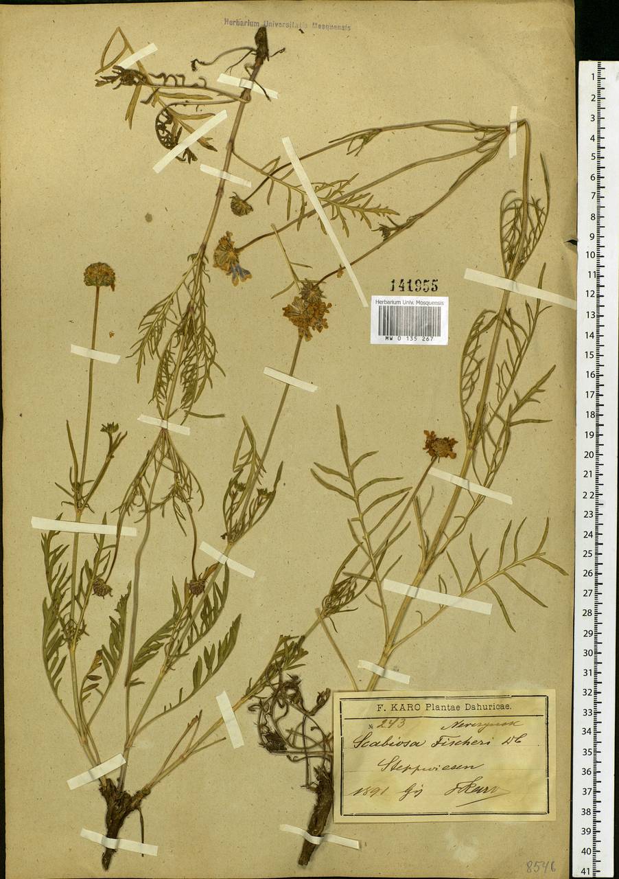 Scabiosa comosa Fisch. ex Roem. & Schult., Siberia, Baikal & Transbaikal region (S4) (Russia)