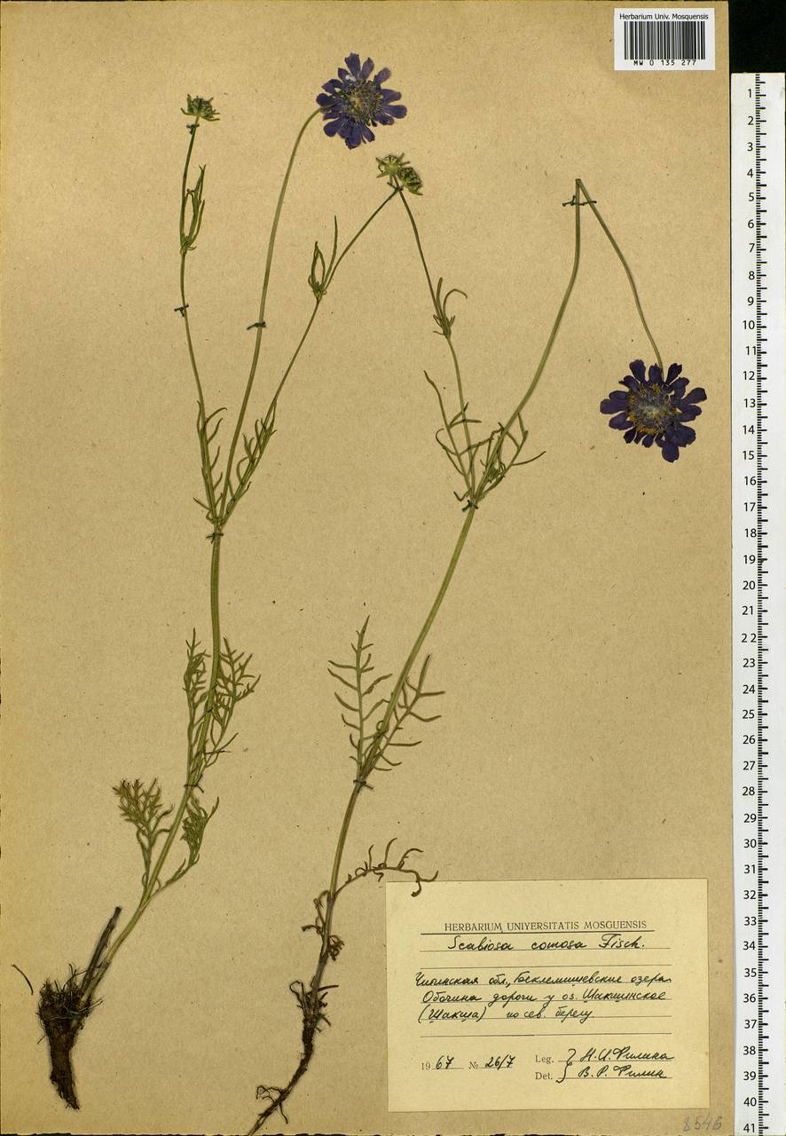 Scabiosa comosa Fisch. ex Roem. & Schult., Siberia, Baikal & Transbaikal region (S4) (Russia)