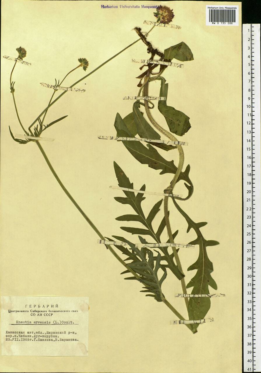 Knautia arvensis (L.) Coult., Siberia, Altai & Sayany Mountains (S2) (Russia)