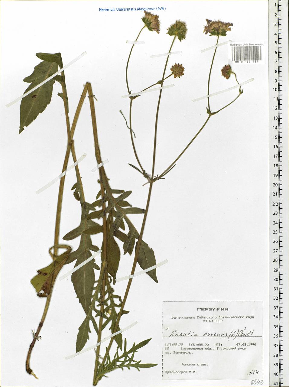 Knautia arvensis (L.) Coult., Siberia, Altai & Sayany Mountains (S2) (Russia)