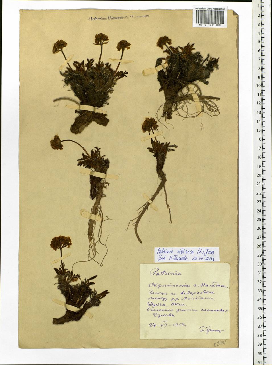 Patrinia sibirica (L.) Juss., Siberia, Chukotka & Kamchatka (S7) (Russia)