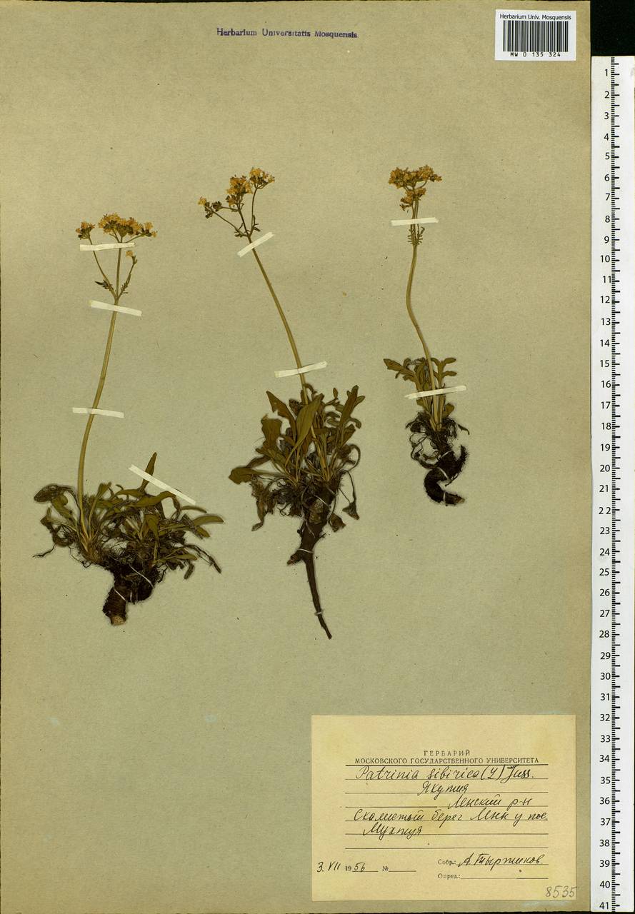 Patrinia sibirica (L.) Juss., Siberia, Yakutia (S5) (Russia)