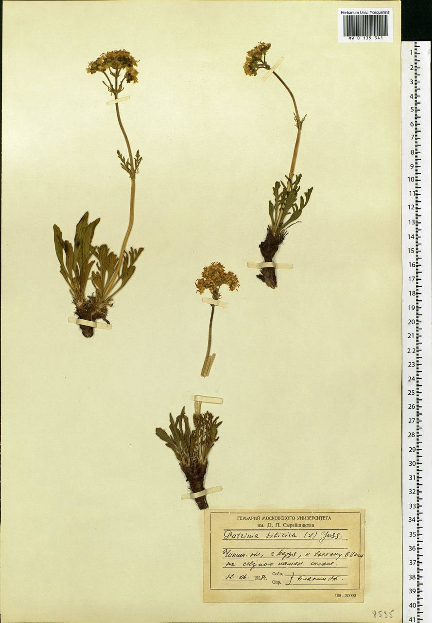 Patrinia sibirica (L.) Juss., Siberia, Baikal & Transbaikal region (S4) (Russia)