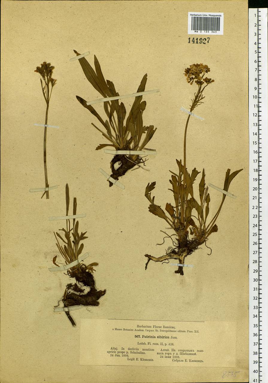 Patrinia sibirica (L.) Juss., Siberia, Altai & Sayany Mountains (S2) (Russia)