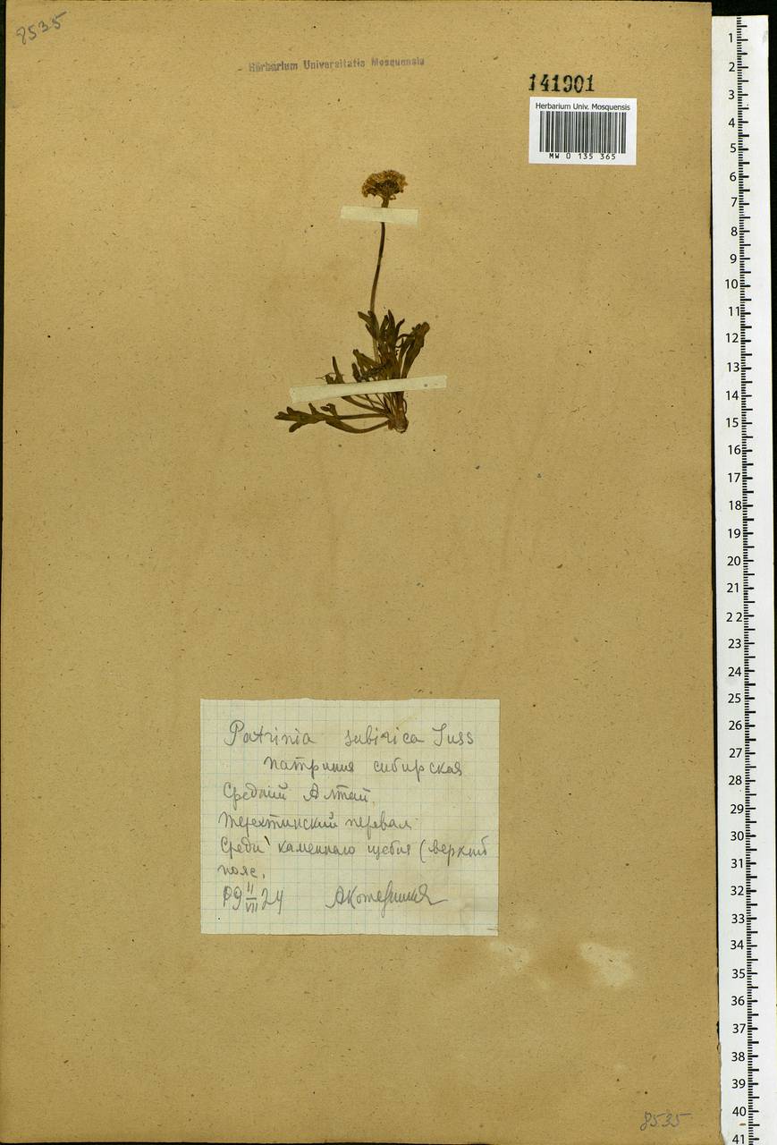 Patrinia sibirica (L.) Juss., Siberia, Altai & Sayany Mountains (S2) (Russia)