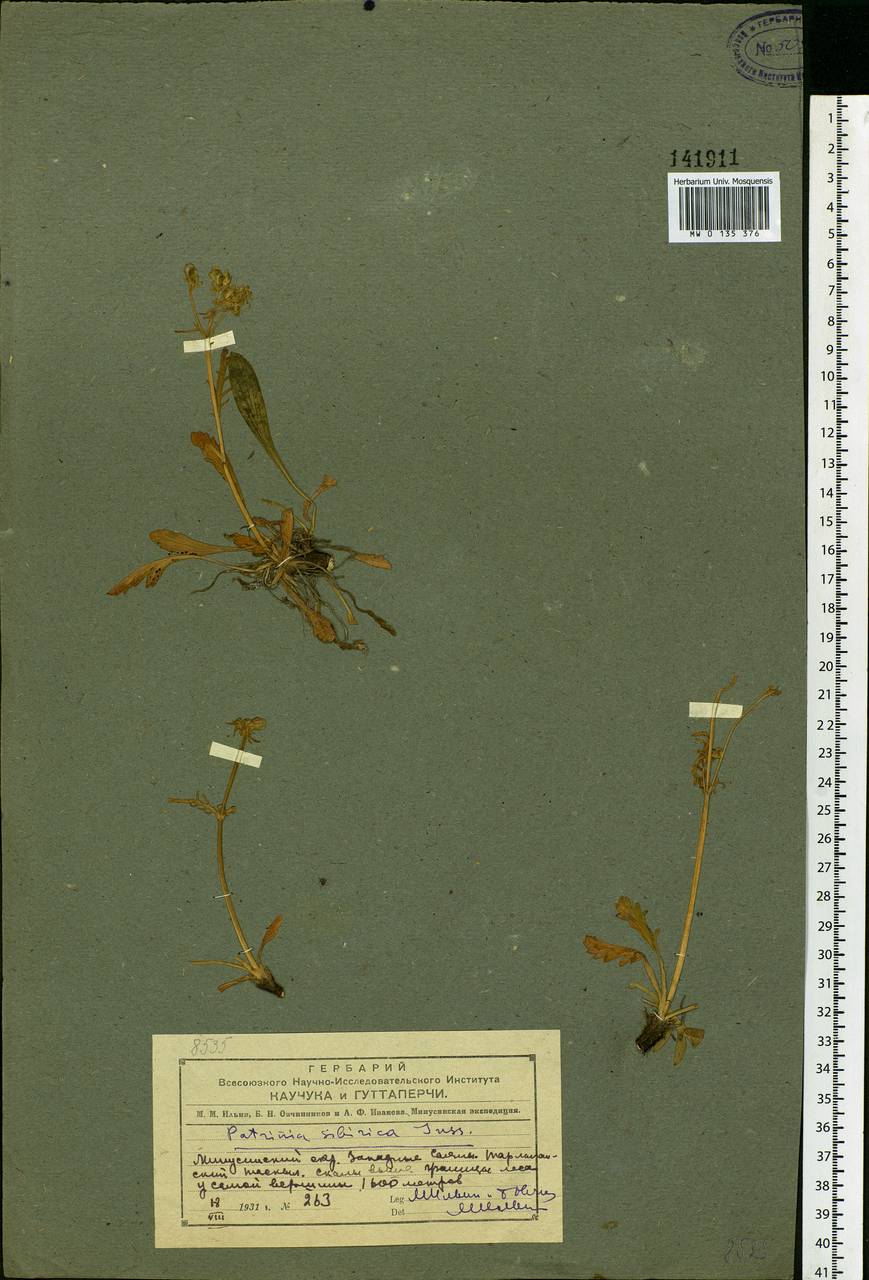 Patrinia sibirica (L.) Juss., Siberia, Altai & Sayany Mountains (S2) (Russia)