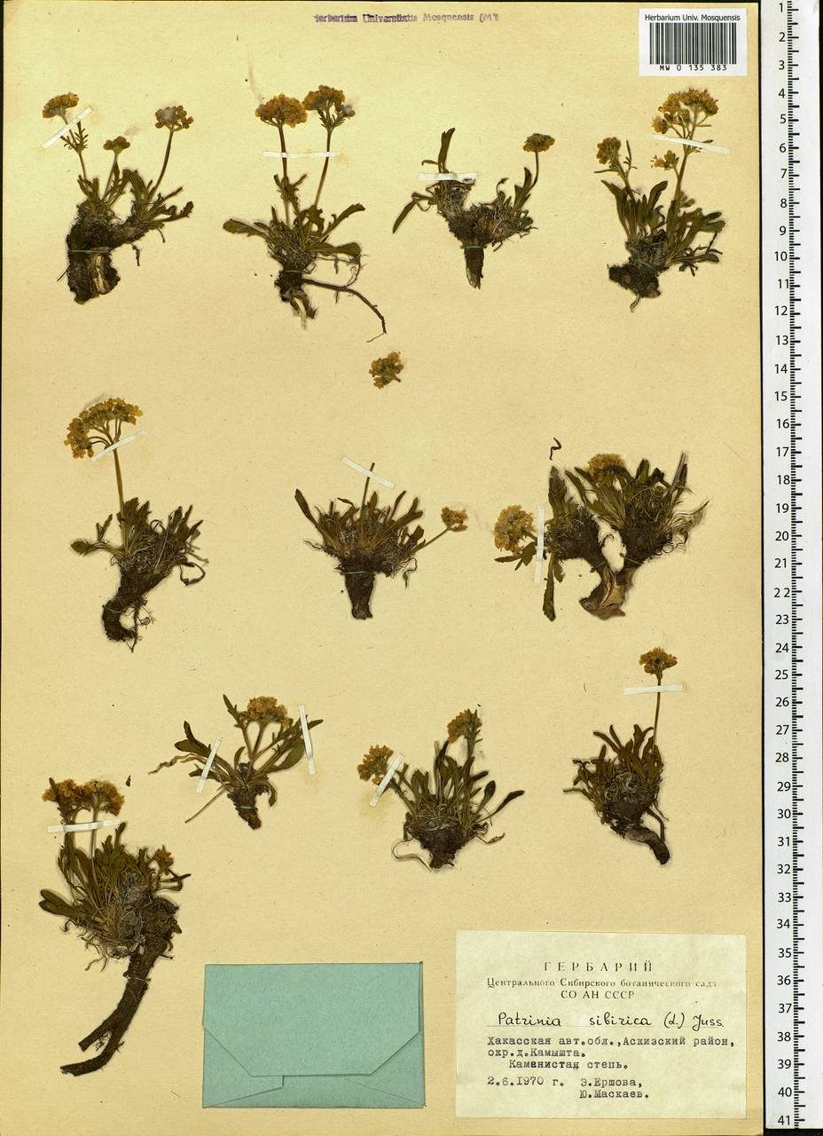 Patrinia sibirica (L.) Juss., Siberia, Altai & Sayany Mountains (S2) (Russia)