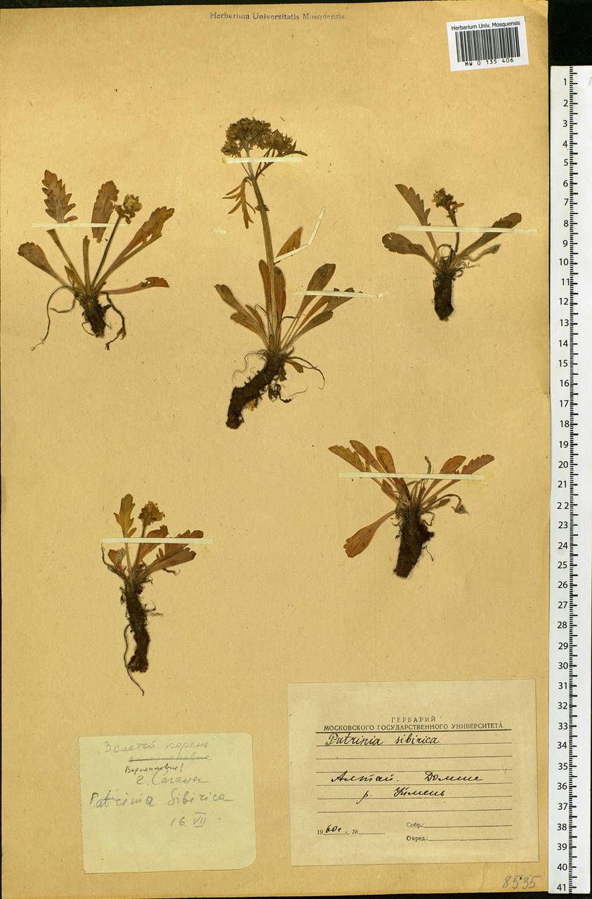 Patrinia sibirica (L.) Juss., Siberia, Altai & Sayany Mountains (S2) (Russia)