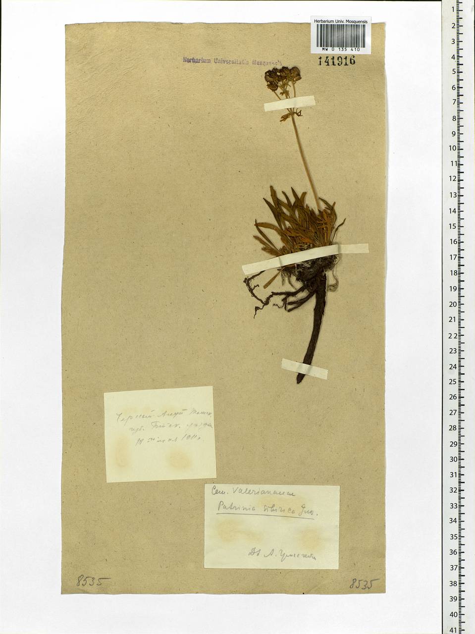 Patrinia sibirica (L.) Juss., Siberia, Altai & Sayany Mountains (S2) (Russia)