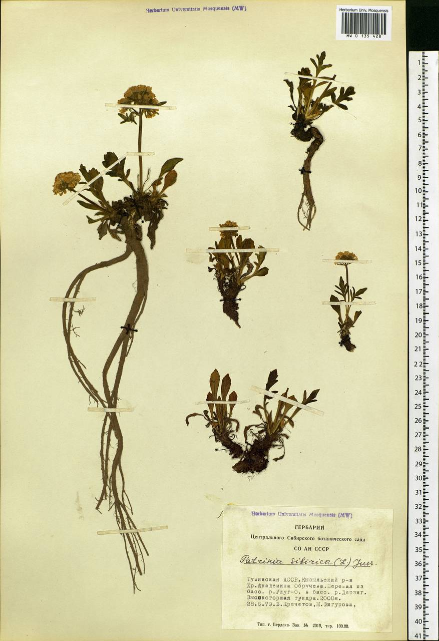 Patrinia sibirica (L.) Juss., Siberia, Altai & Sayany Mountains (S2) (Russia)