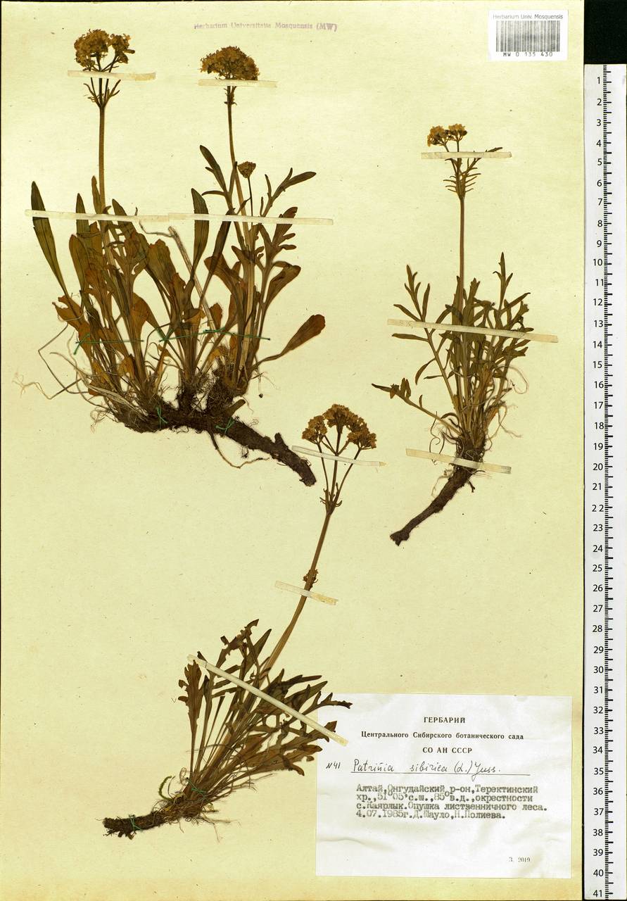 Patrinia sibirica (L.) Juss., Siberia, Altai & Sayany Mountains (S2) (Russia)