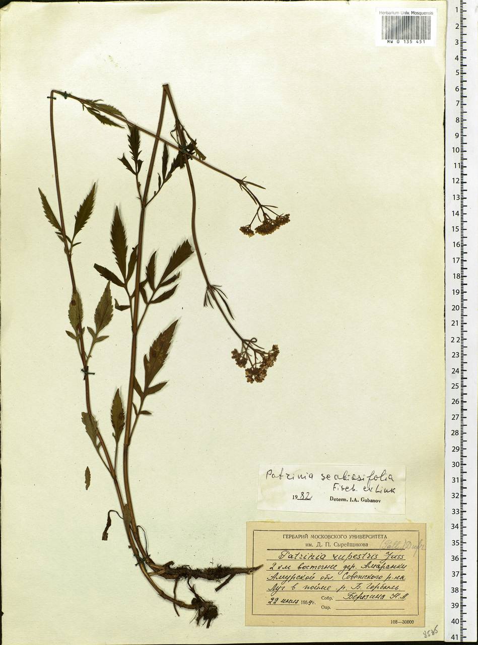 Patrinia scabiosifolia Fisch. ex Trevir., Siberia, Russian Far East (S6) (Russia)