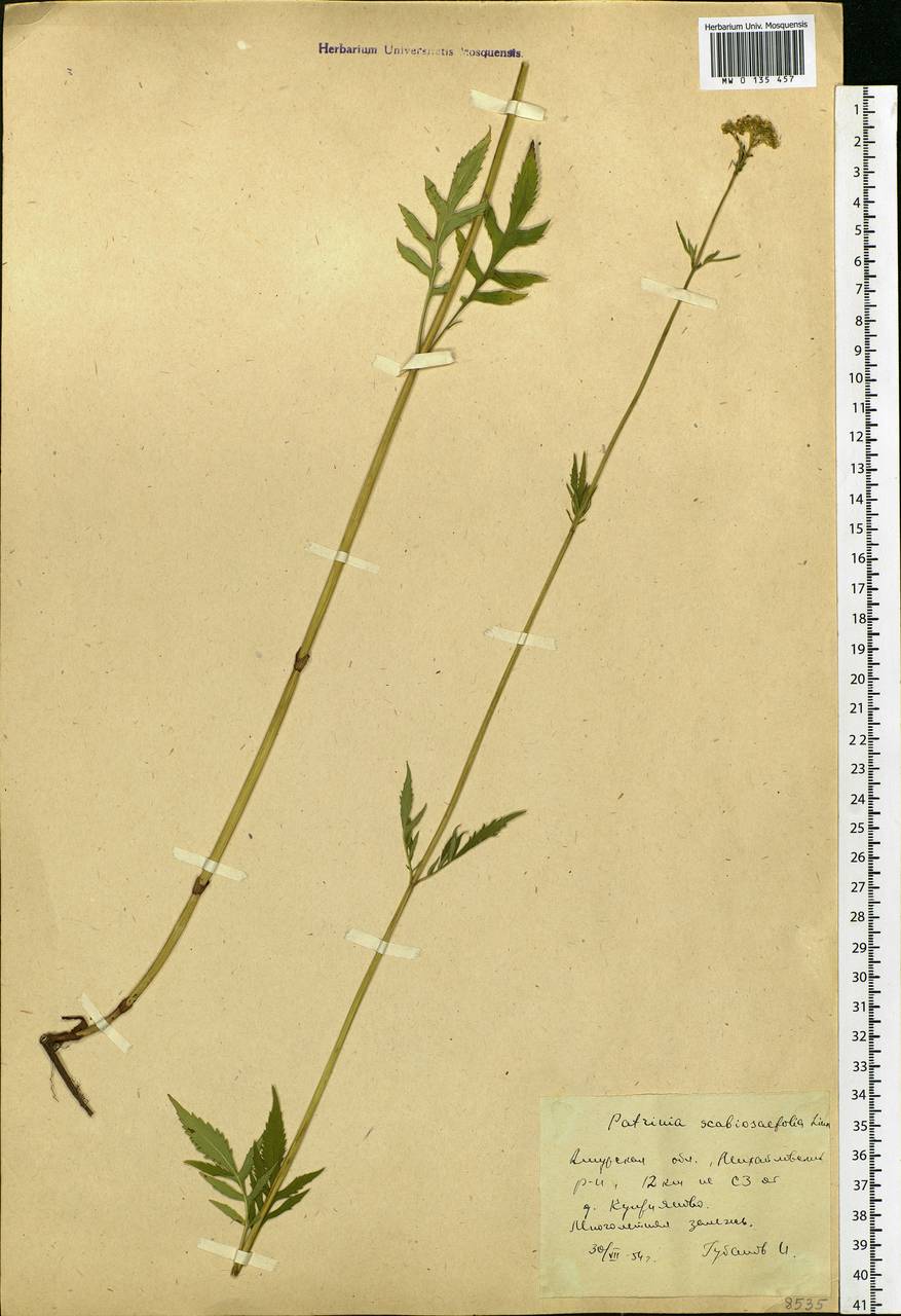 Patrinia scabiosifolia Fisch. ex Trevir., Siberia, Russian Far East (S6) (Russia)