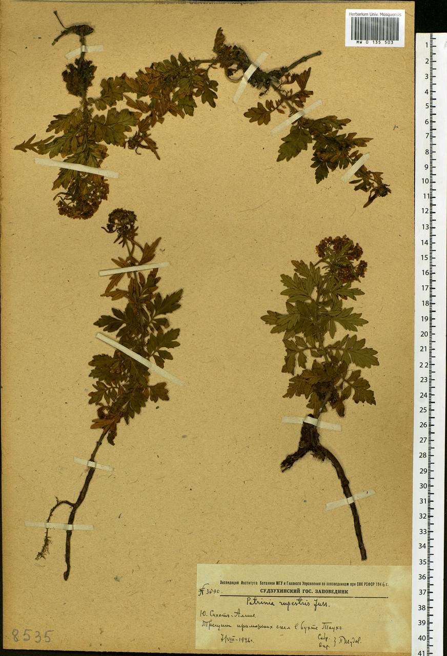 Patrinia rupestris (Pall.) Juss., Siberia, Russian Far East (S6) (Russia)