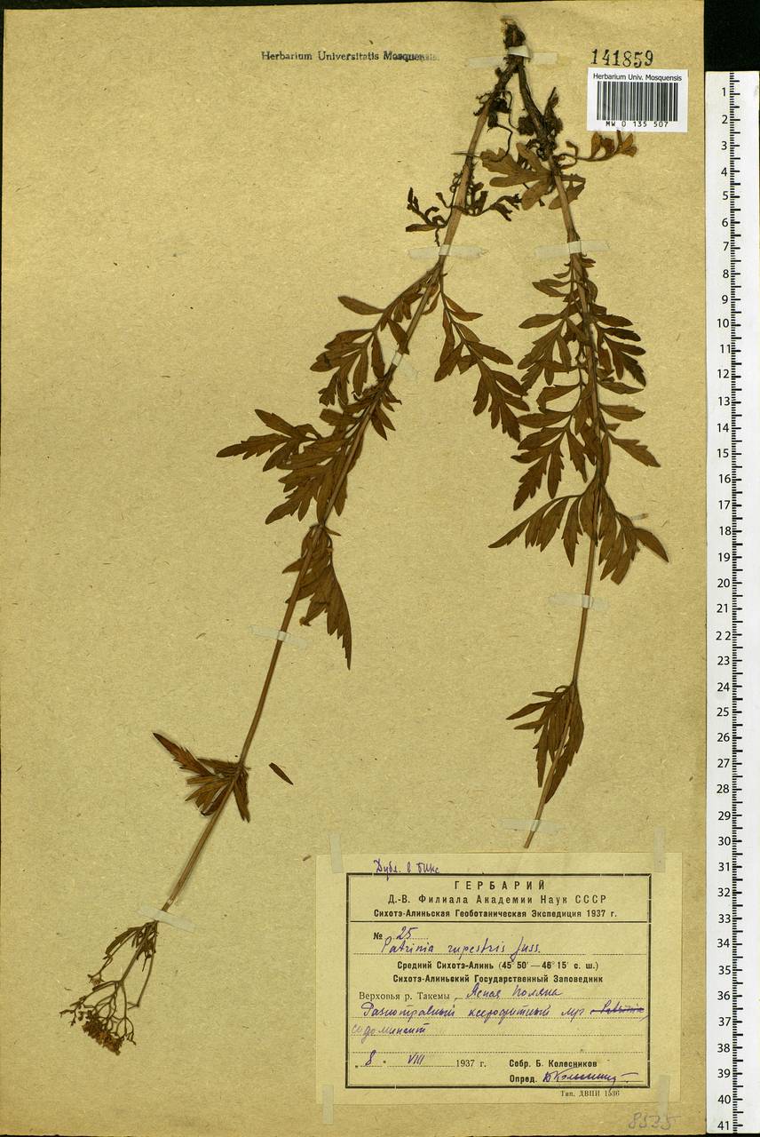 Patrinia rupestris (Pall.) Dufr., Siberia, Russian Far East (S6) (Russia)