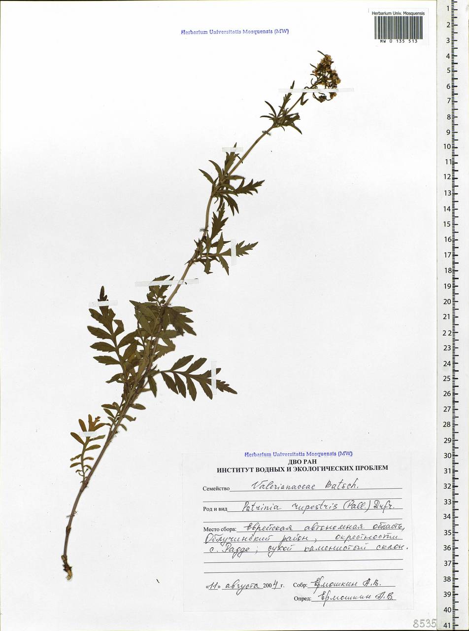 Patrinia rupestris (Pall.) Dufr., Siberia, Russian Far East (S6) (Russia)