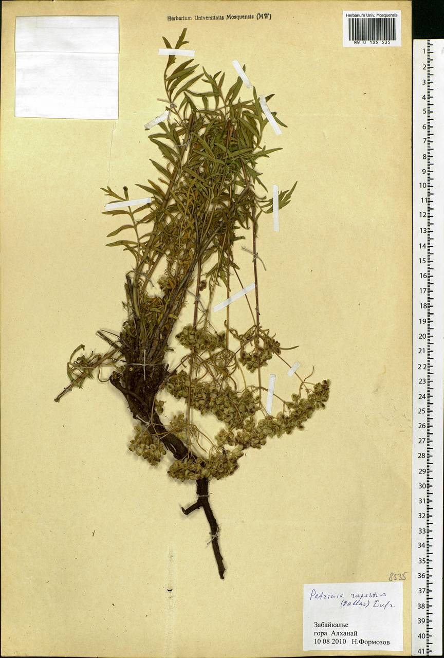Patrinia rupestris (Pall.) Dufr., Siberia, Baikal & Transbaikal region (S4) (Russia)