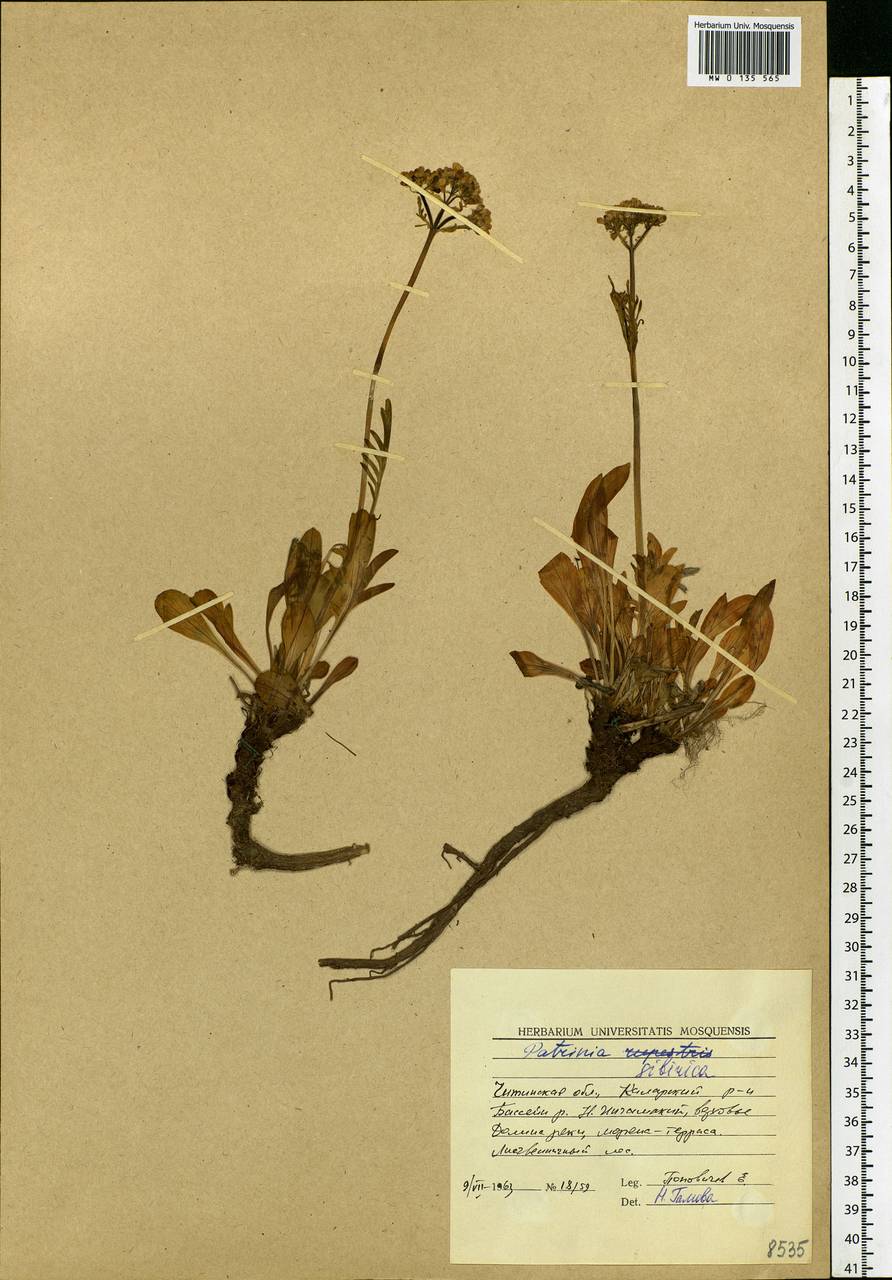 Patrinia sibirica (L.) Juss., Siberia, Baikal & Transbaikal region (S4) (Russia)