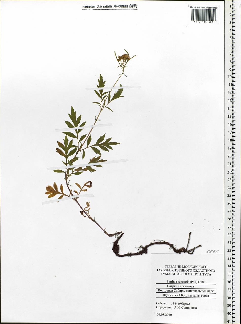 Patrinia rupestris (Pall.) Juss., Siberia, Altai & Sayany Mountains (S2) (Russia)