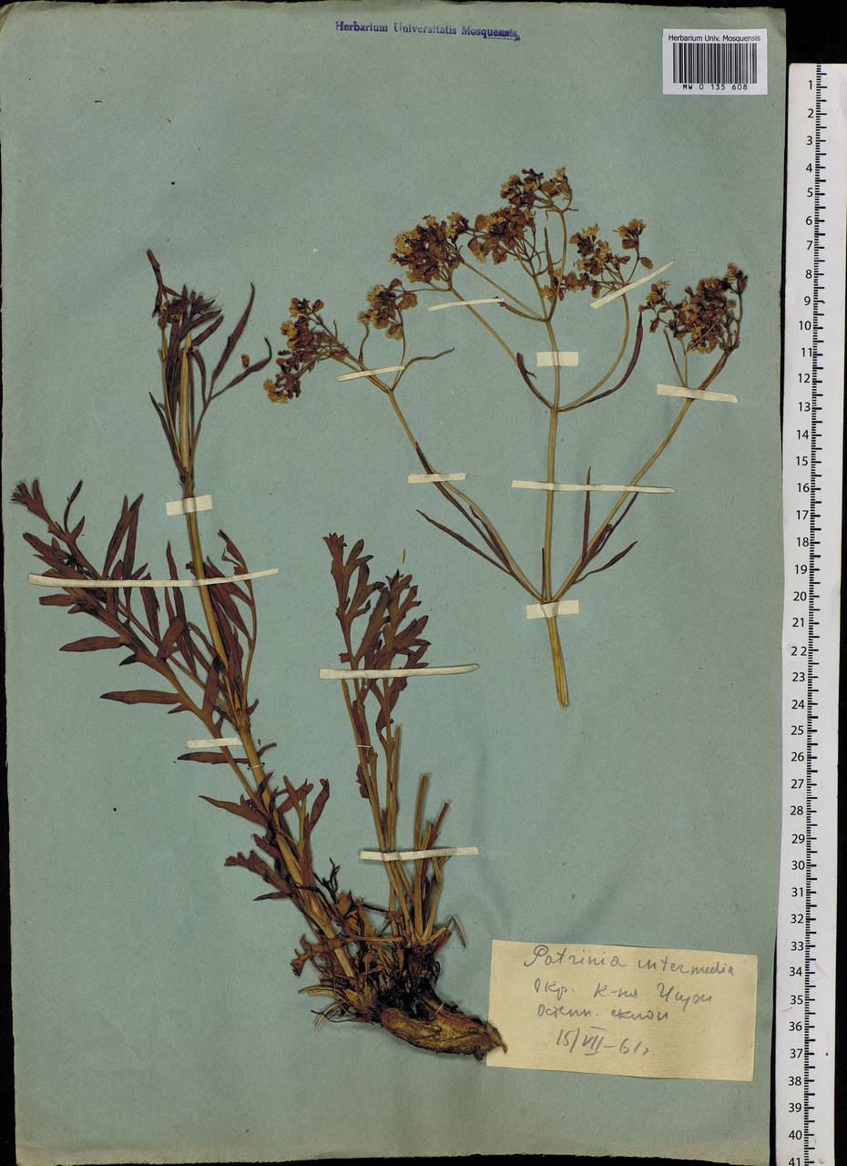 Patrinia intermedia (Hornem.) Roem. & Schult., Siberia, Altai & Sayany Mountains (S2) (Russia)