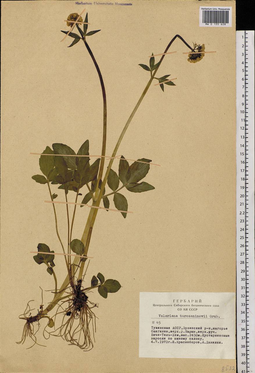 Valeriana altaica Sumnev., Siberia, Altai & Sayany Mountains (S2) (Russia)