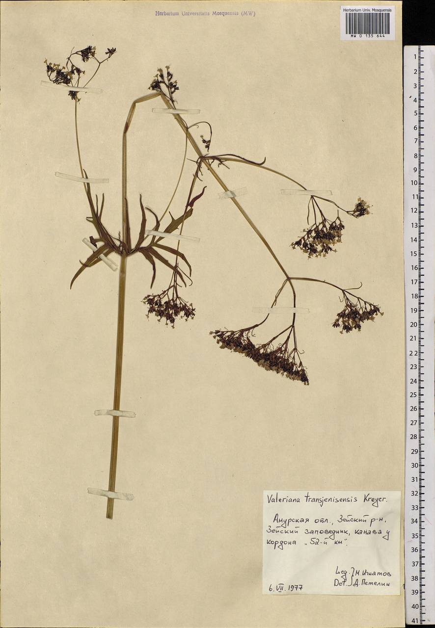 Valeriana transjenisensis Kreyer, Siberia, Russian Far East (S6) (Russia)