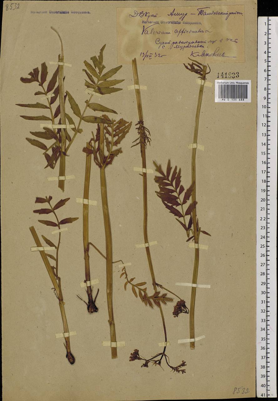 Valeriana officinalis L., Siberia, Russian Far East (S6) (Russia)