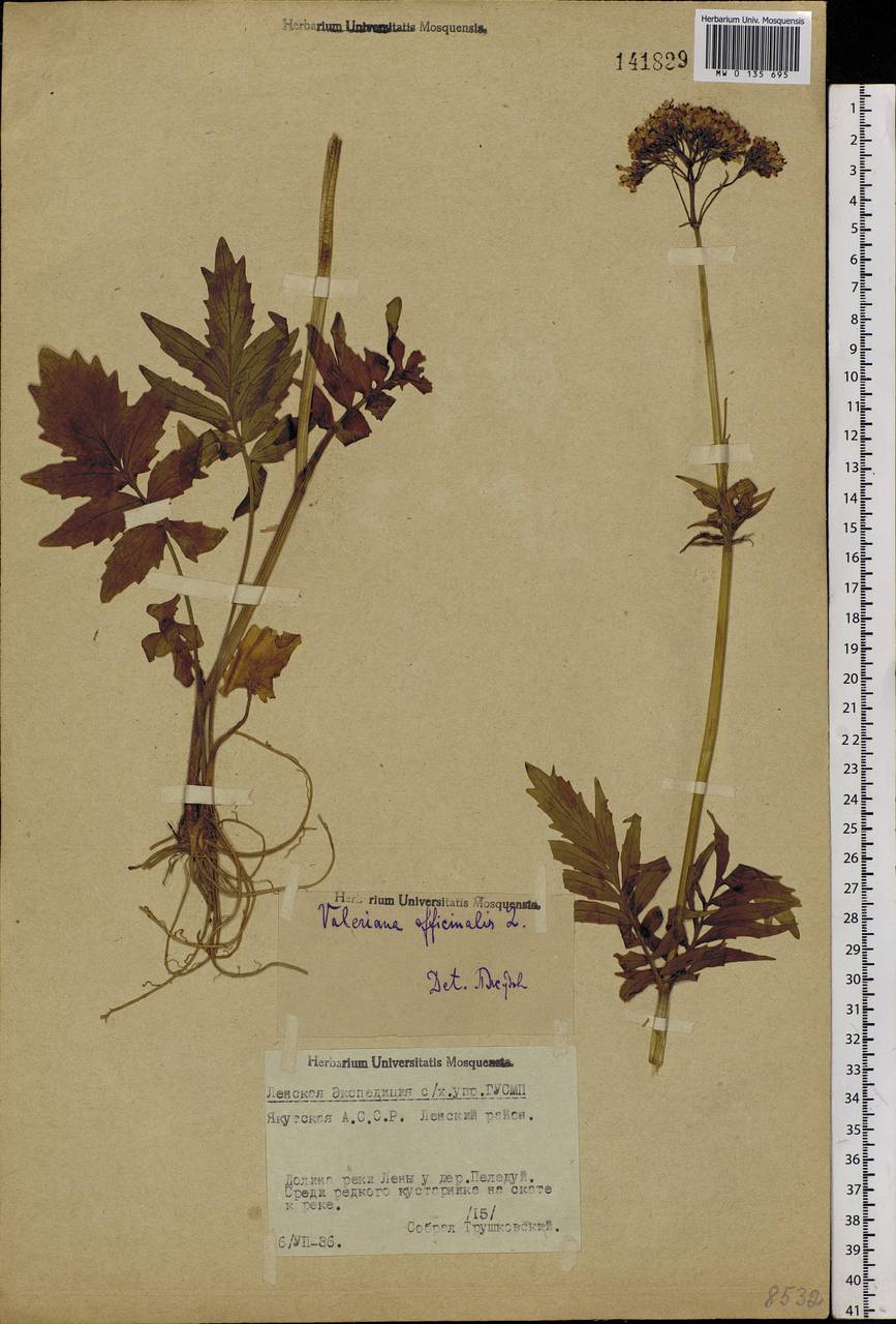 Valeriana officinalis L., Siberia, Yakutia (S5) (Russia)