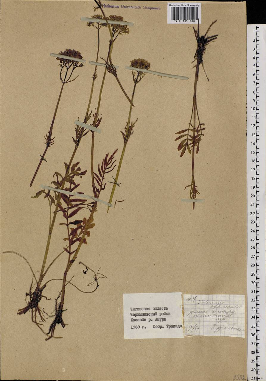 Valeriana officinalis L., Siberia, Baikal & Transbaikal region (S4) (Russia)