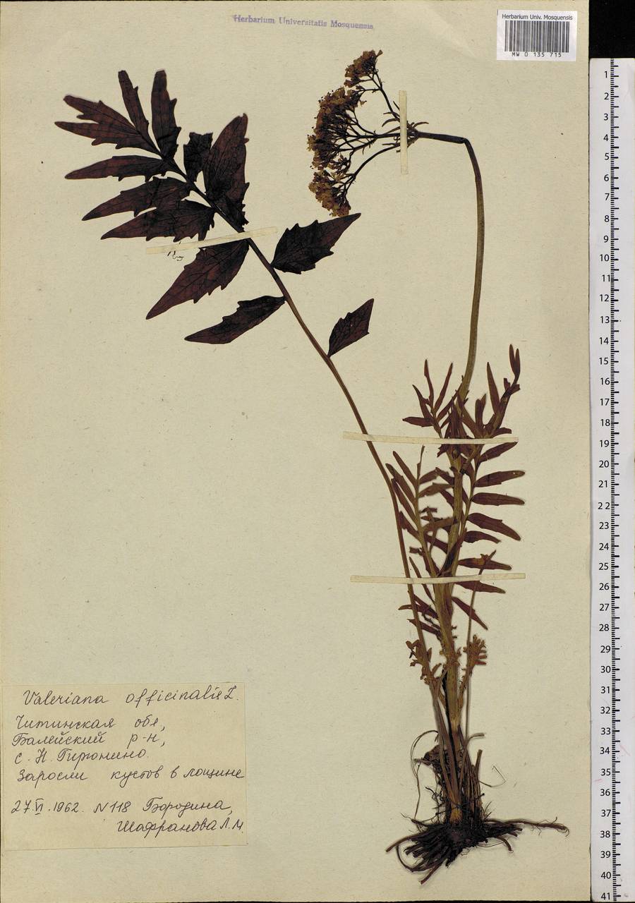 Valeriana officinalis L., Siberia, Baikal & Transbaikal region (S4) (Russia)