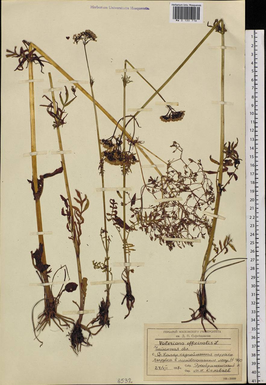 Valeriana officinalis L., Siberia, Baikal & Transbaikal region (S4) (Russia)