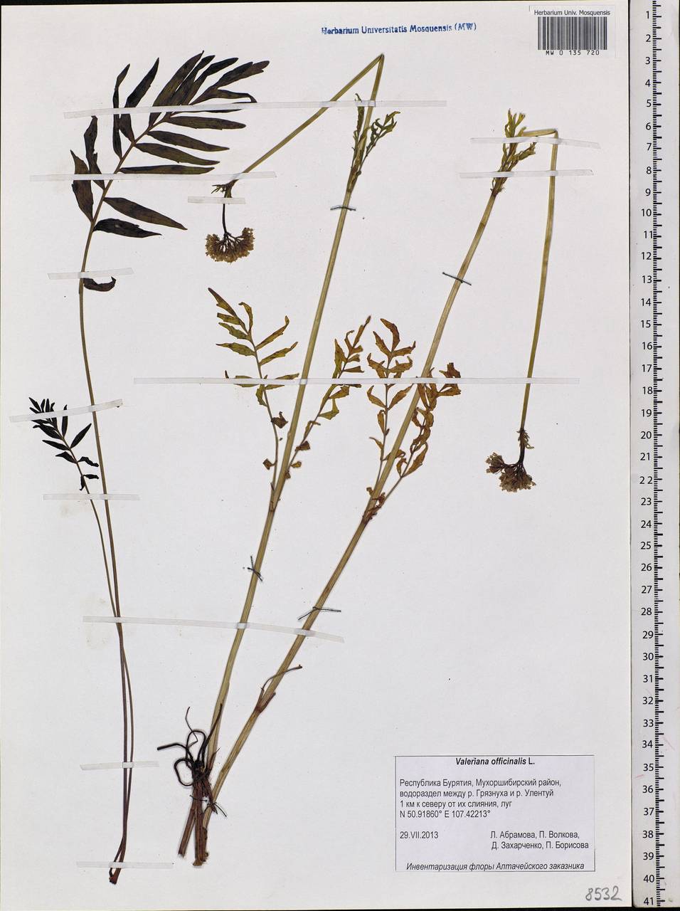 Valeriana officinalis L., Siberia, Baikal & Transbaikal region (S4) (Russia)