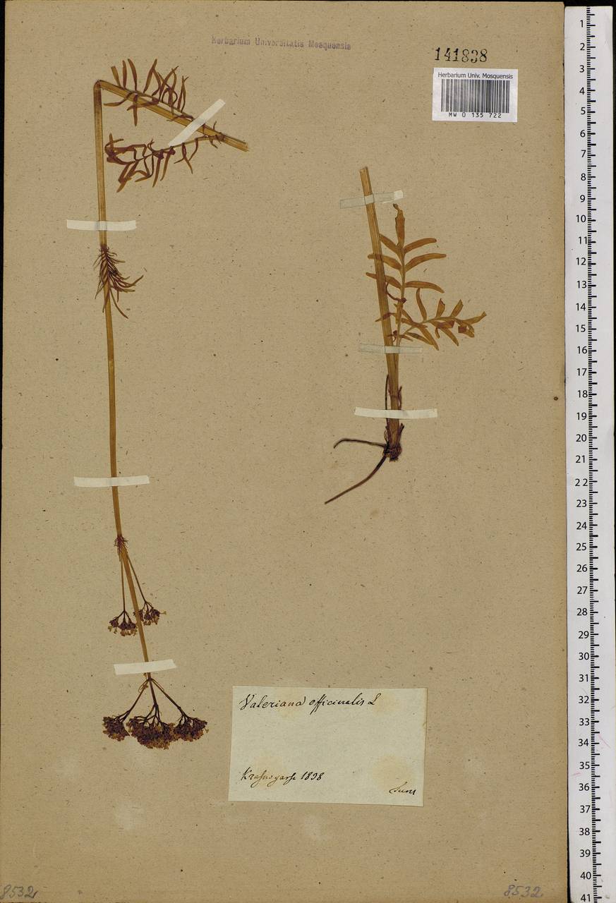 Valeriana officinalis L., Siberia, Central Siberia (S3) (Russia)