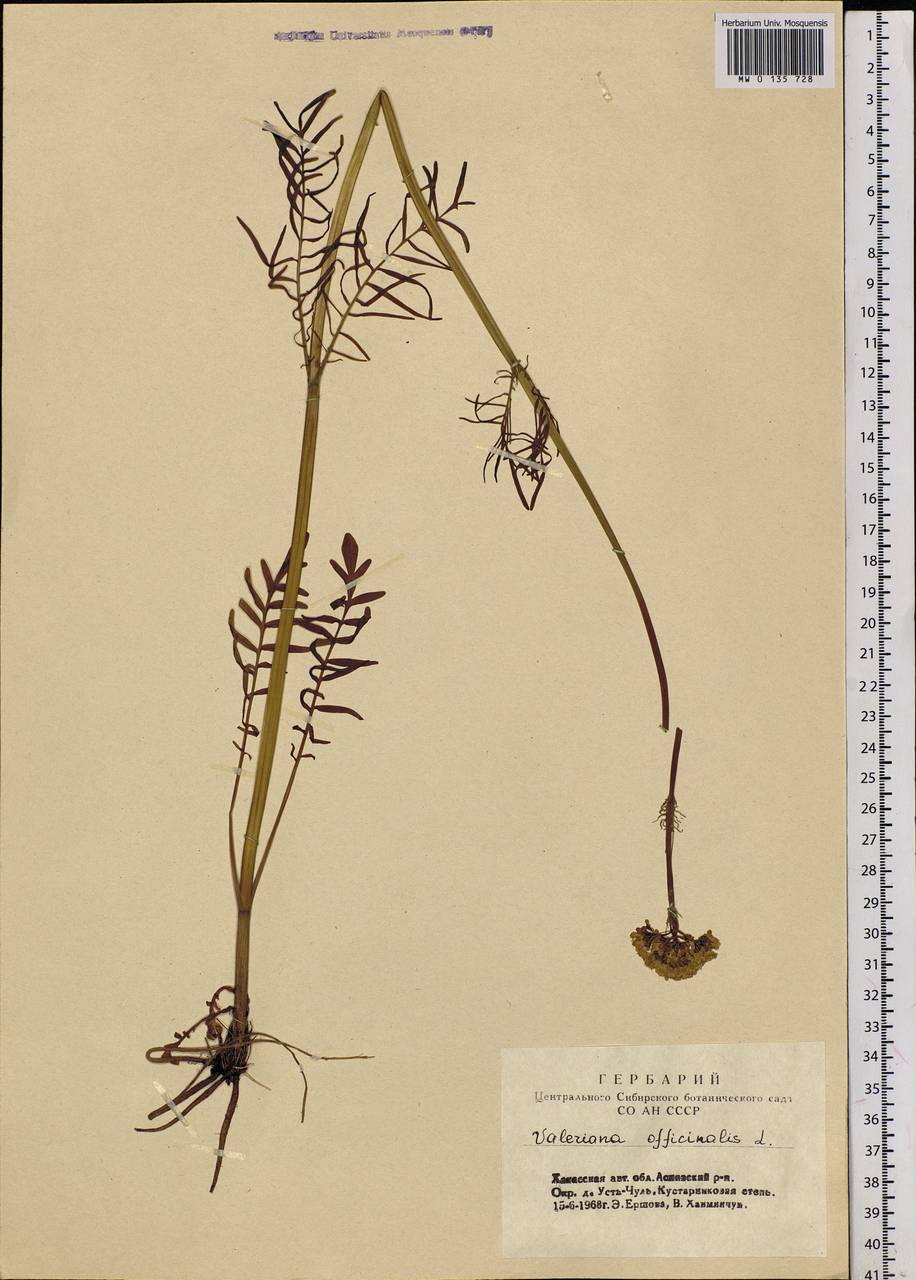 Valeriana officinalis L., Siberia, Altai & Sayany Mountains (S2) (Russia)