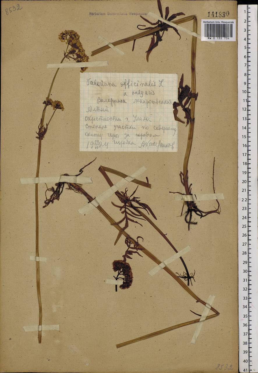 Valeriana officinalis L., Siberia, Altai & Sayany Mountains (S2) (Russia)