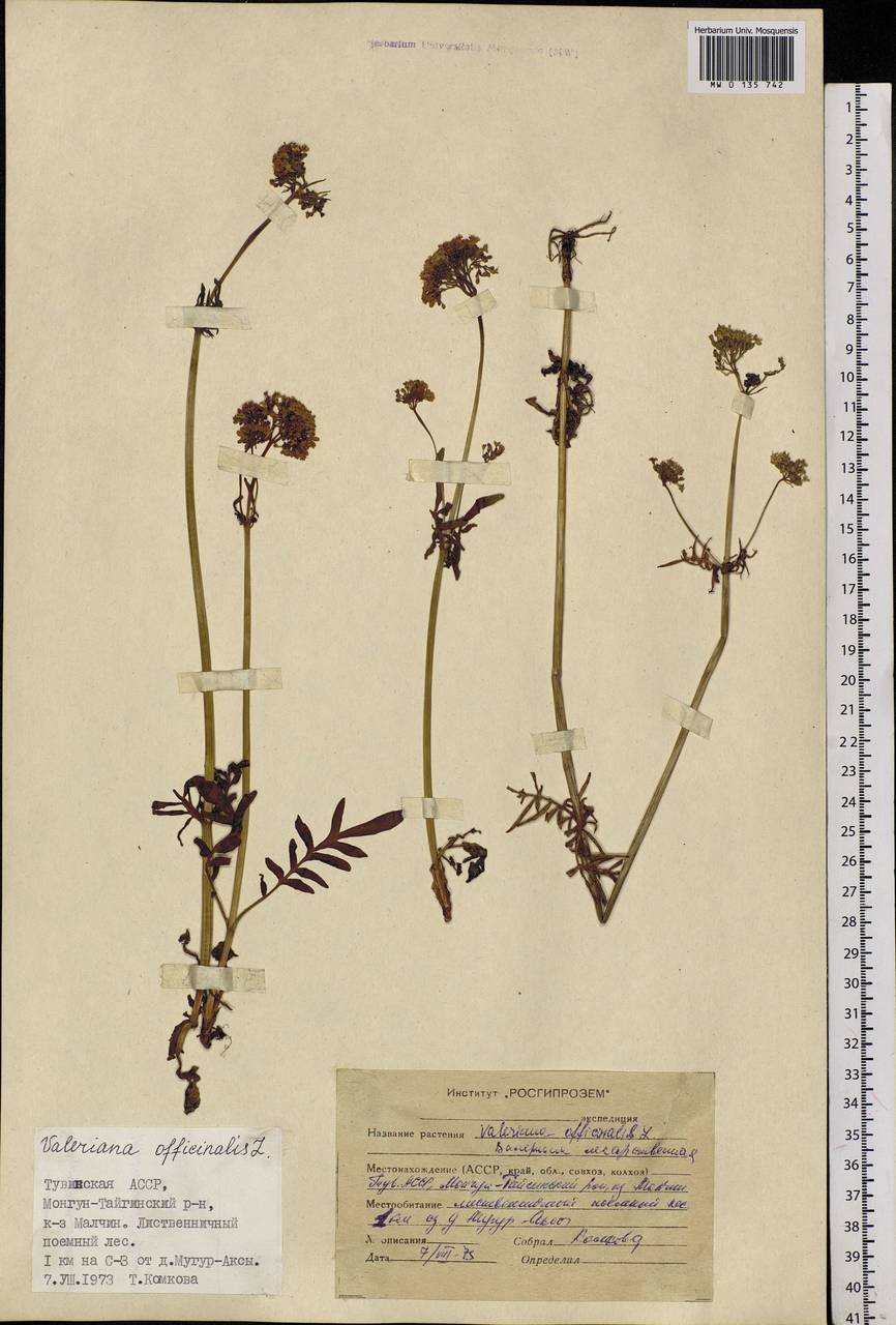 Valeriana officinalis L., Siberia, Altai & Sayany Mountains (S2) (Russia)