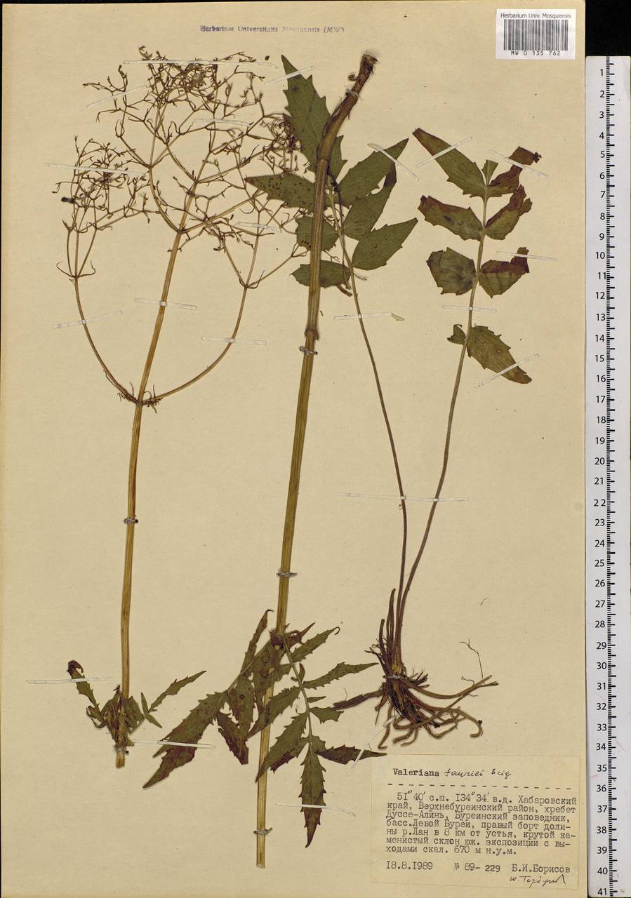 Valeriana officinalis L., Siberia, Russian Far East (S6) (Russia)