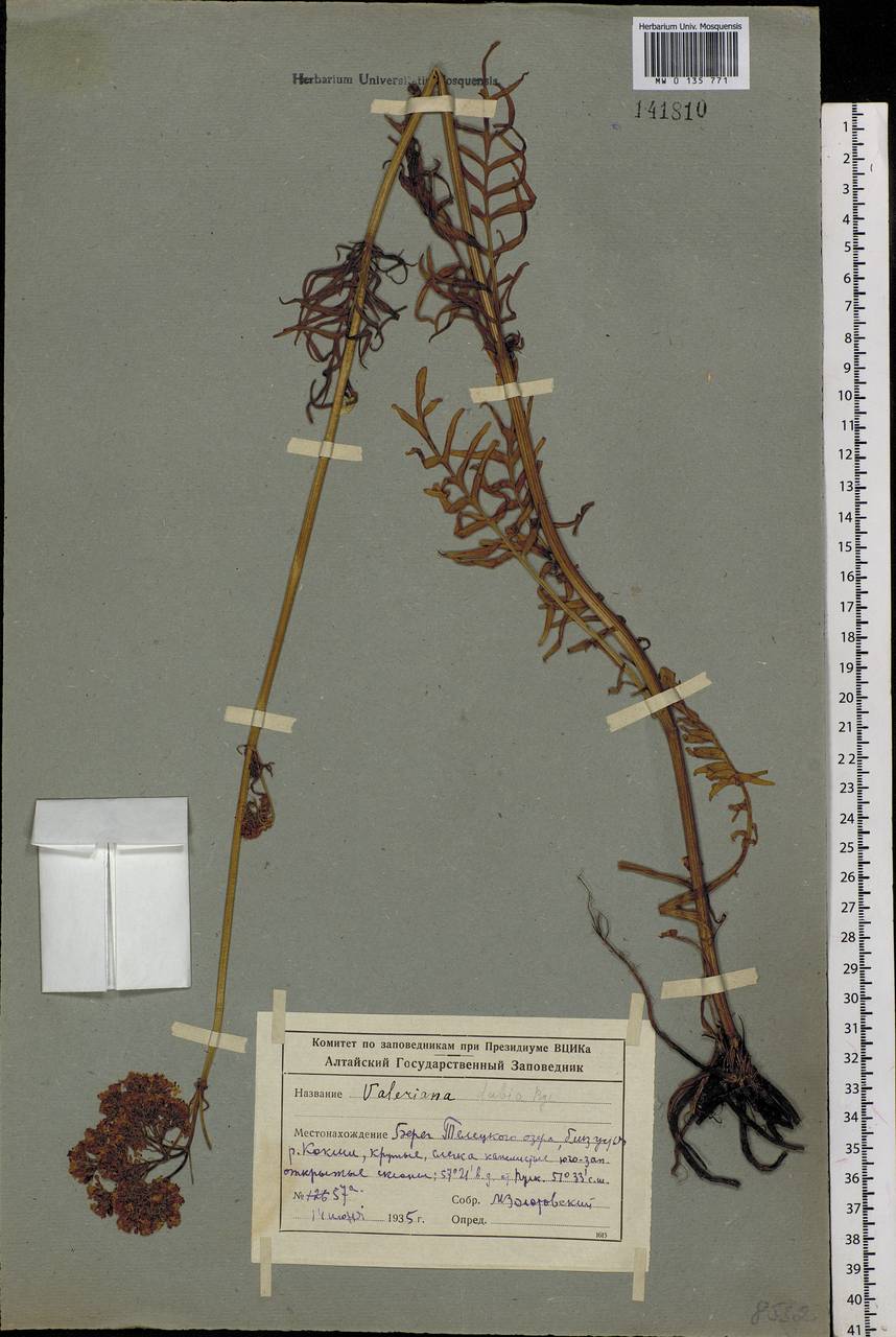 Valeriana dubia Bunge, Siberia, Altai & Sayany Mountains (S2) (Russia)