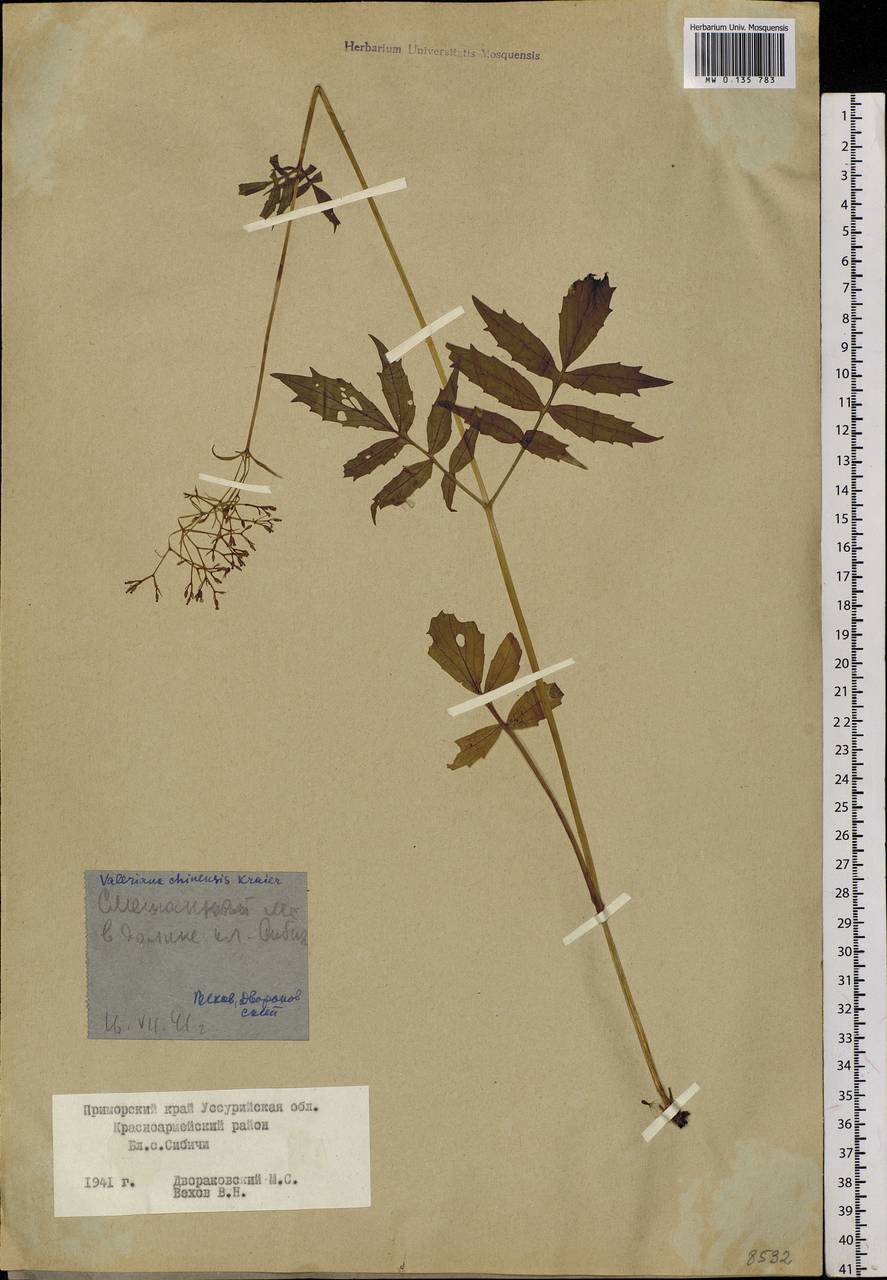 Valeriana officinalis L., Siberia, Russian Far East (S6) (Russia)