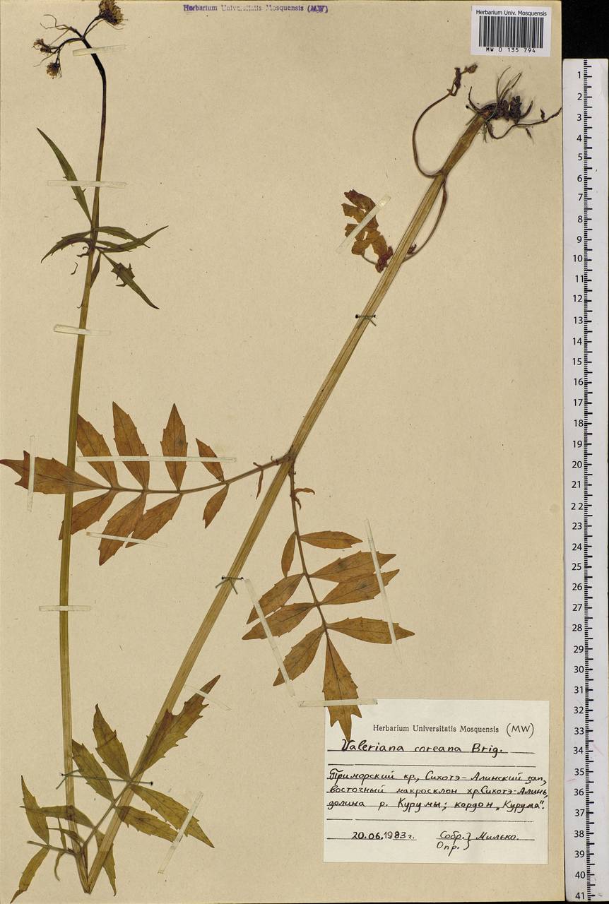 Valeriana officinalis L., Siberia, Russian Far East (S6) (Russia)