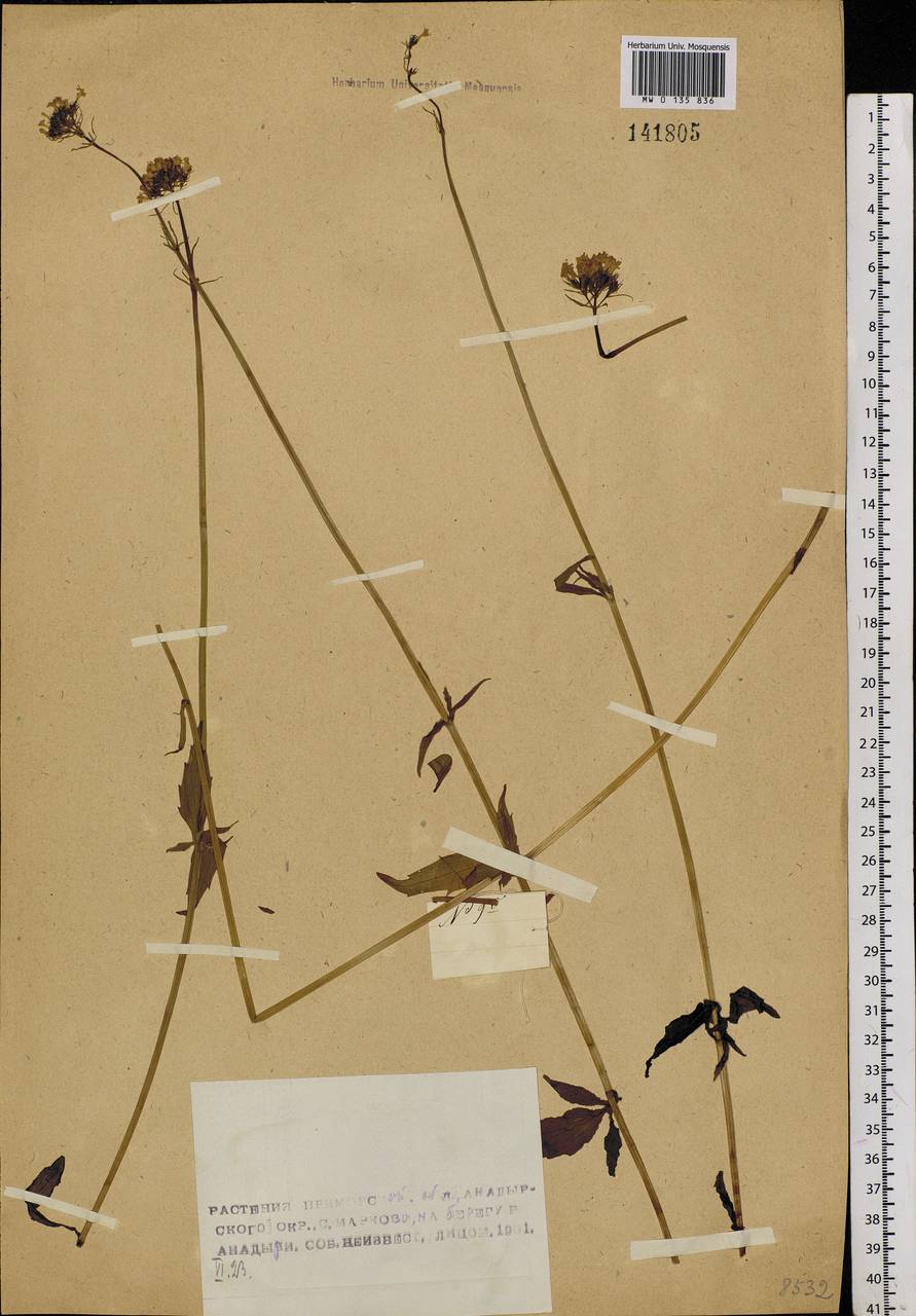 Valeriana capitata Link, Siberia, Chukotka & Kamchatka (S7) (Russia)