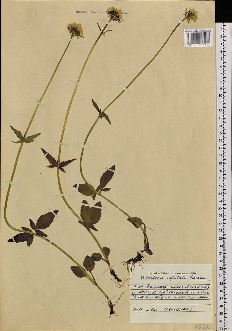 Valeriana capitata Link, Siberia, Central Siberia (S3) (Russia)