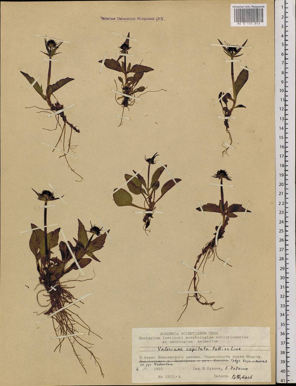 Valeriana capitata Link, Siberia, Central Siberia (S3) (Russia)