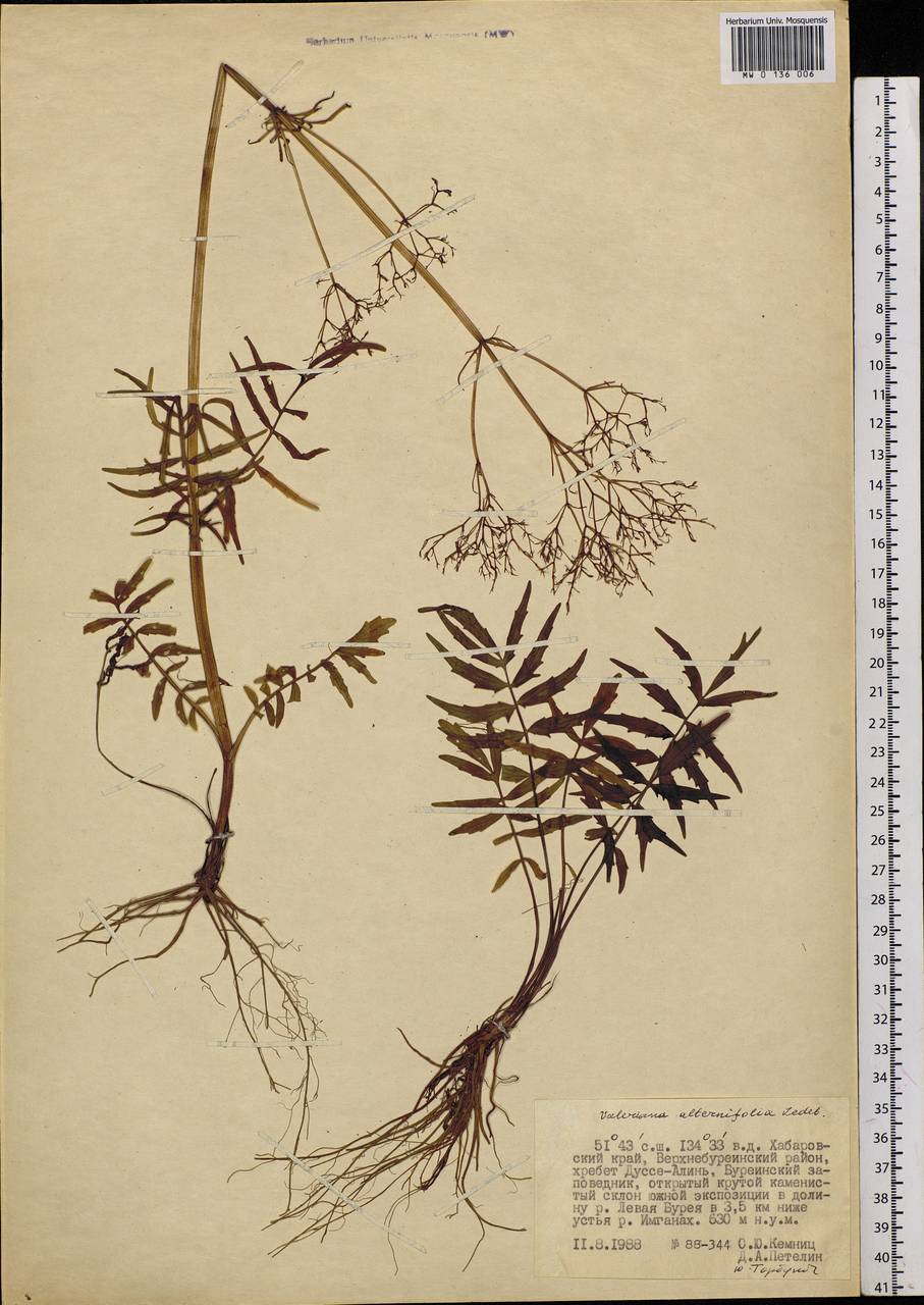 Valeriana officinalis L., Siberia, Russian Far East (S6) (Russia)